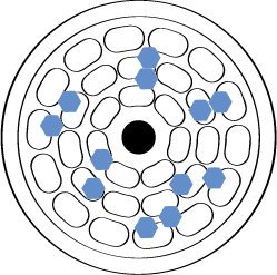 エヌドットカラー