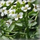 オランダカラシ