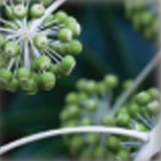 セイヨウキヅタ