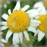 ローマカミツレ