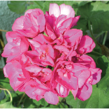 ニオイテンジクアオイ