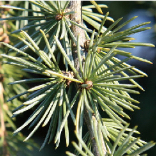 アトラスシーダー樹脂