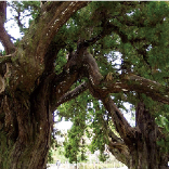 エンピツビャクシン